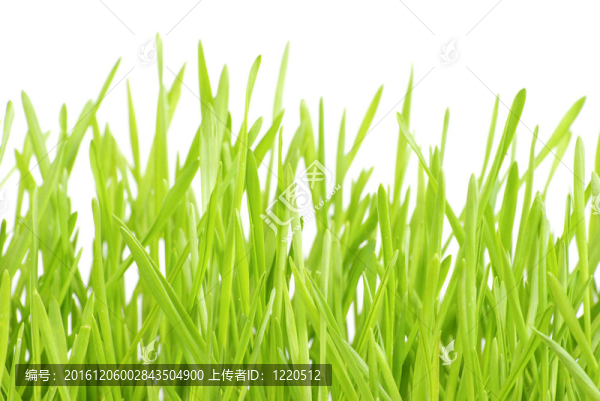 草坪