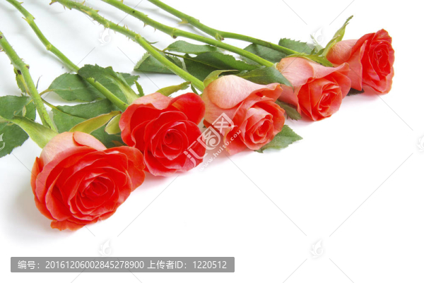 紅玫瑰