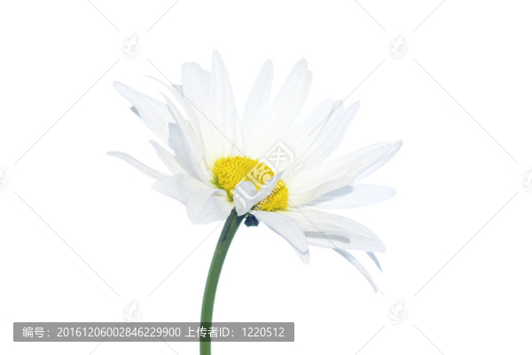 洋甘菊