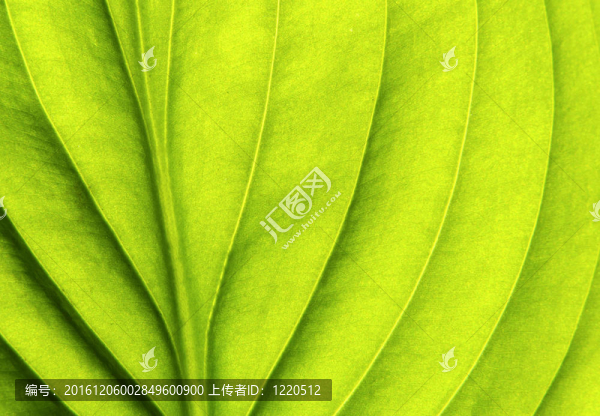 葉片結(jié)構(gòu)