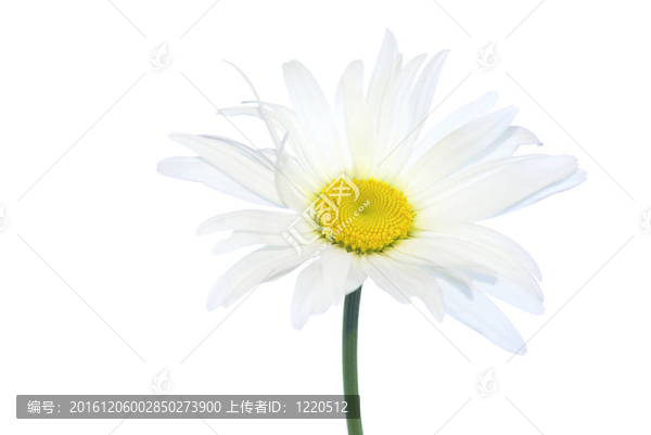 洋甘菊
