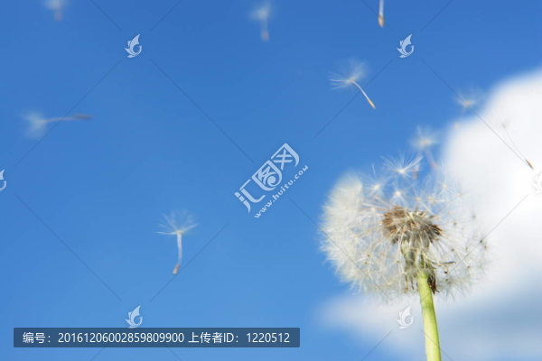 絮影