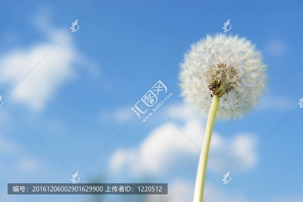 絮影