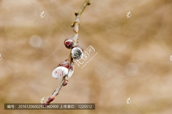 柳花