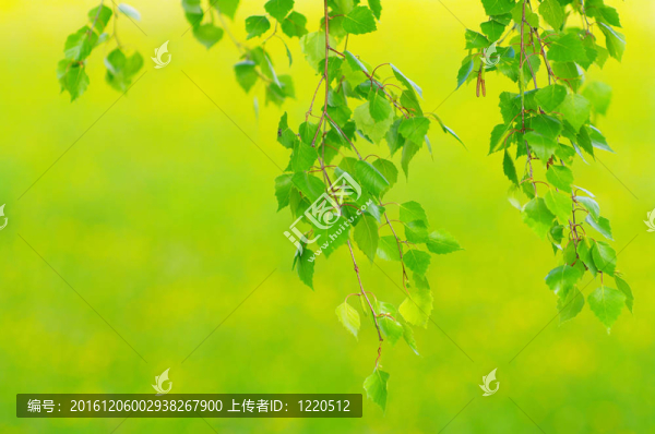 葉子