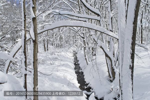 森林雪