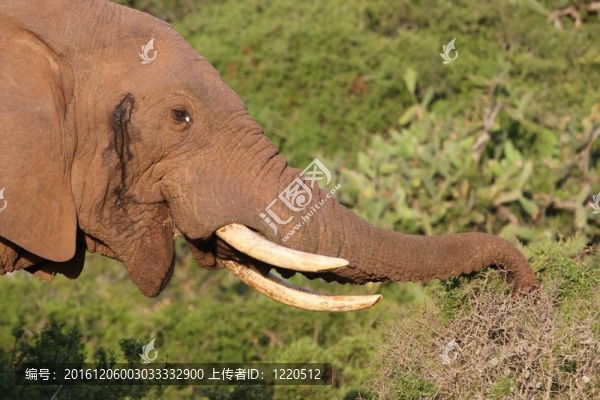 非洲大象吃