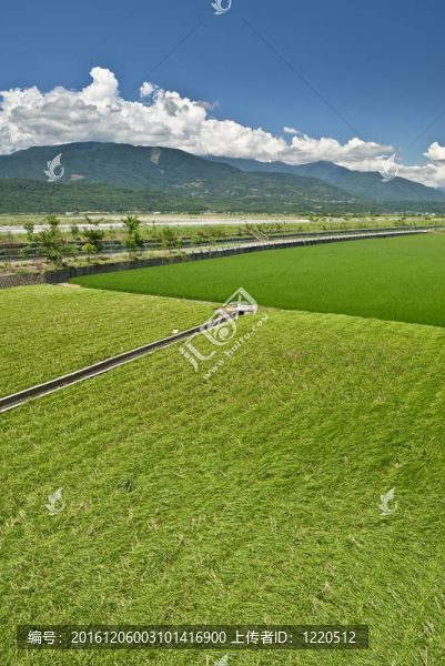 綠色農(nóng)場