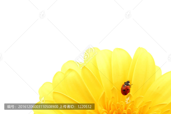 在黃色的花瓢蟲(chóng)