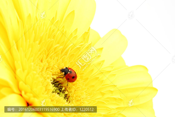 在黃色的花瓢蟲