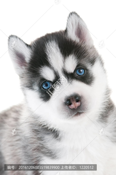 西伯利亞哈士奇幼犬藍(lán)眼睛的分離