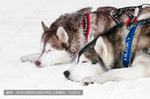 雪橇犬哈士奇