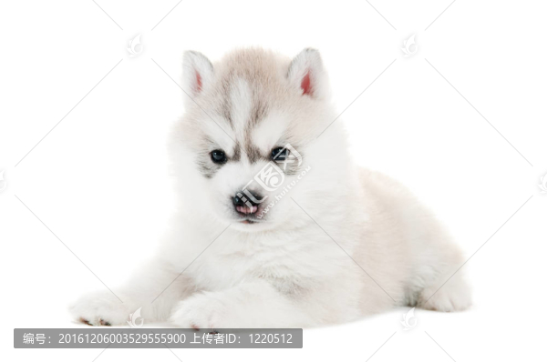 一個(gè)孤立的哈士奇小狗