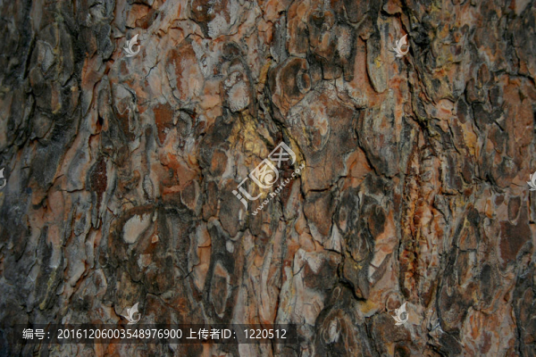 松樹皮-匯圖網(wǎng) www.fosd68.com 松樹皮