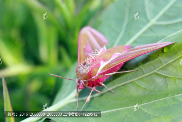 蝴蝶