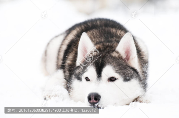 哈士奇犬在冬天