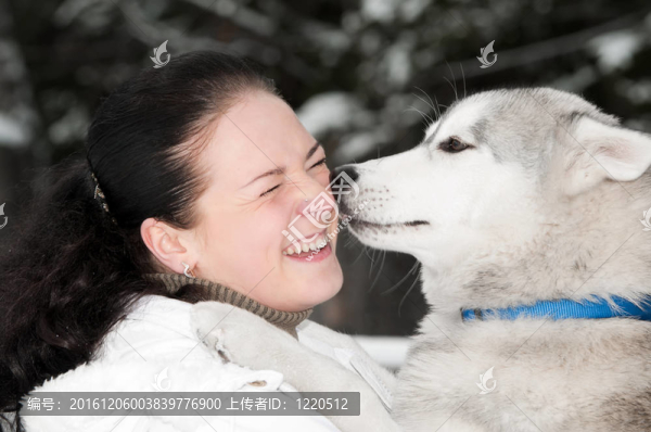 哈士奇犬主人的快樂