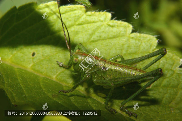 大綠蚱蜢（Tettigonia,viridissima）