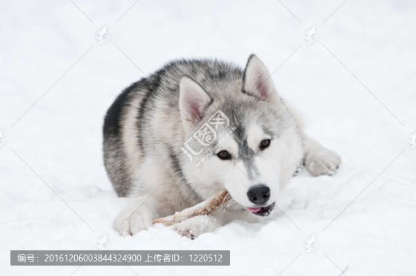 哈士奇犬在冬天
