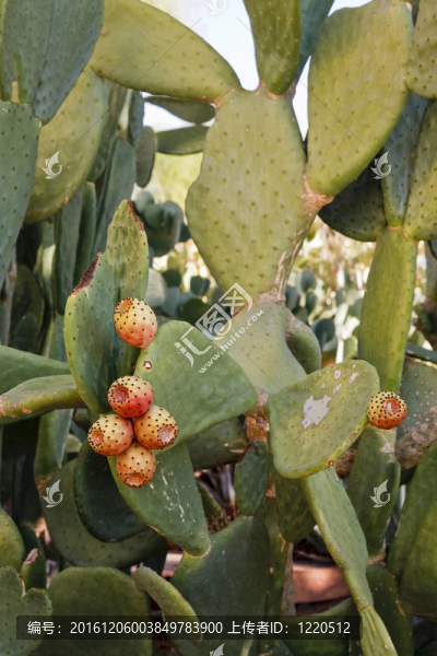 紅果仙人掌