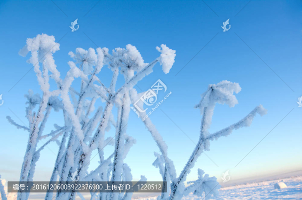 Frozenned,flower的冬景。