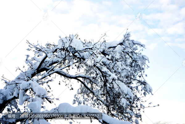 森林雪
