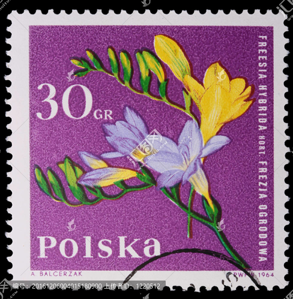波蘭-大約1964：郵票-,Freesia,Hybrida