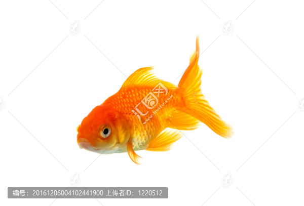 金魚