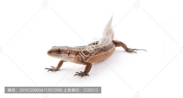 llizard