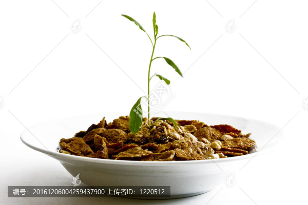 白色谷類植物