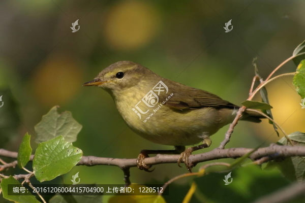 常見的Chiffchaff