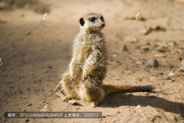 meercat