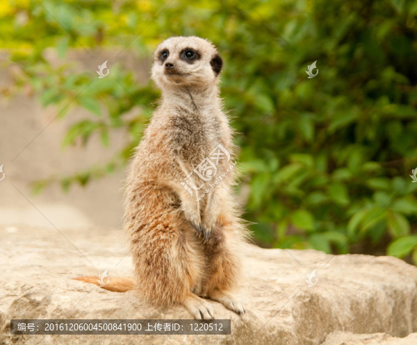 警報(bào)meercat