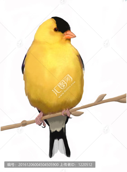 在春天，美國金翅雀的男性