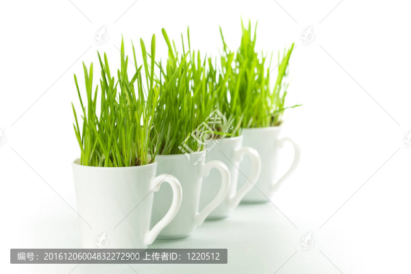 咖啡杯里的青草