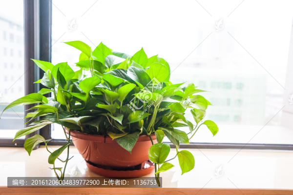 窗臺(tái)綠蘿