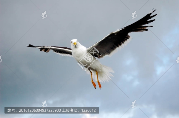 飛翔的海鷗