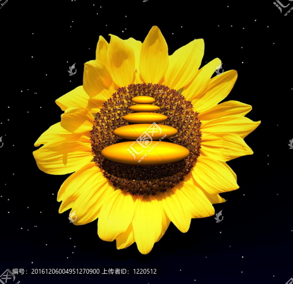 夜晚的向日葵