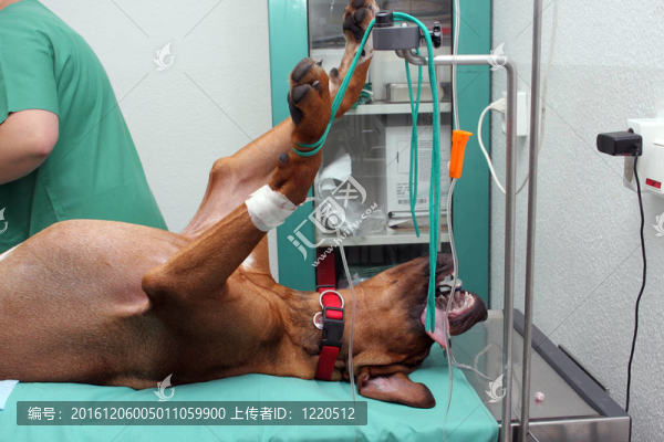 在麻醉狗