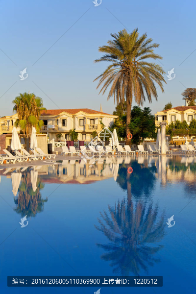 棕櫚樹的倒影