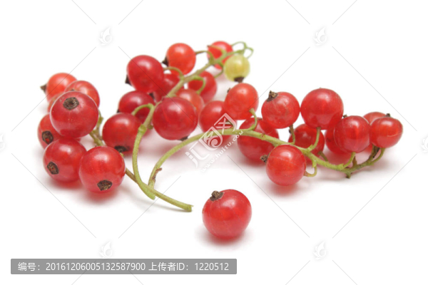 紅醋栗分離