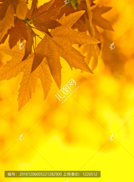 秋天的葉子；非常淺的焦點