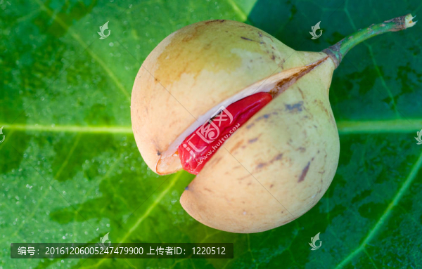 特寫圖像的肉豆蔻