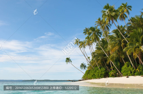 熱帶島嶼-海洋，天空和棕櫚樹