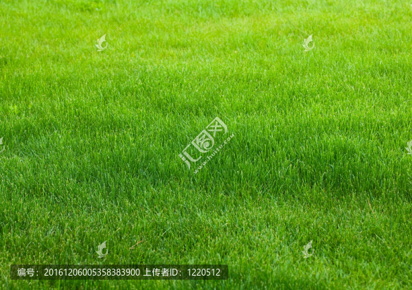 草綠色的背景