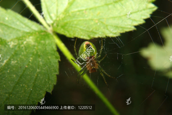 ORB織網(wǎng)的蜘蛛（Araneus）