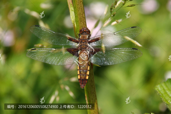 基斑蜻（Libellula,depressa）