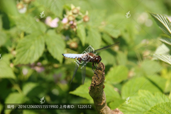 基斑蜻（Libellula,depressa）