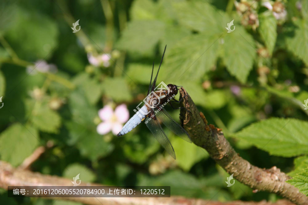 基斑蜻（Libellula,depressa）