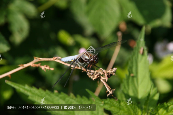 基斑蜻（Libellula,depressa）